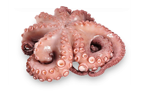 Octopus