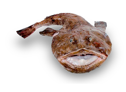 Monkfish