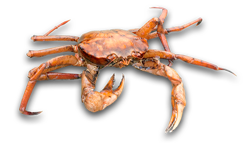 Crab